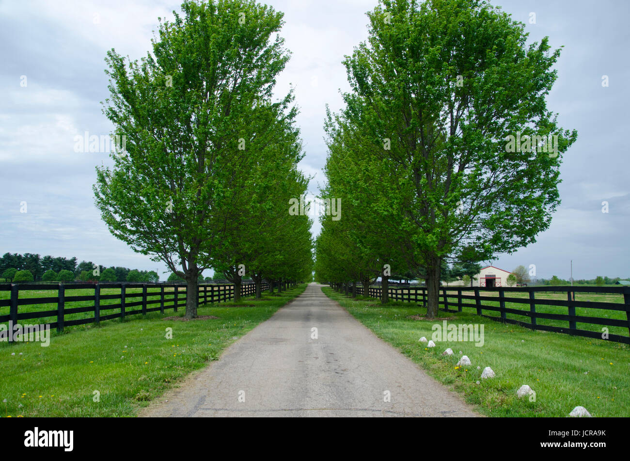 Entrance to Ramsey farm with tree lined driveway, KY Stock Photo Alamy