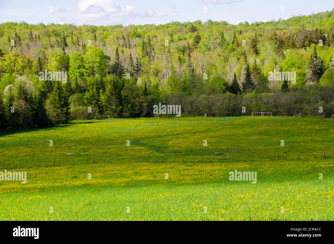 Field of Dandilions near Peacham Vermont, Macs Mountain Road, USA Stock Photo