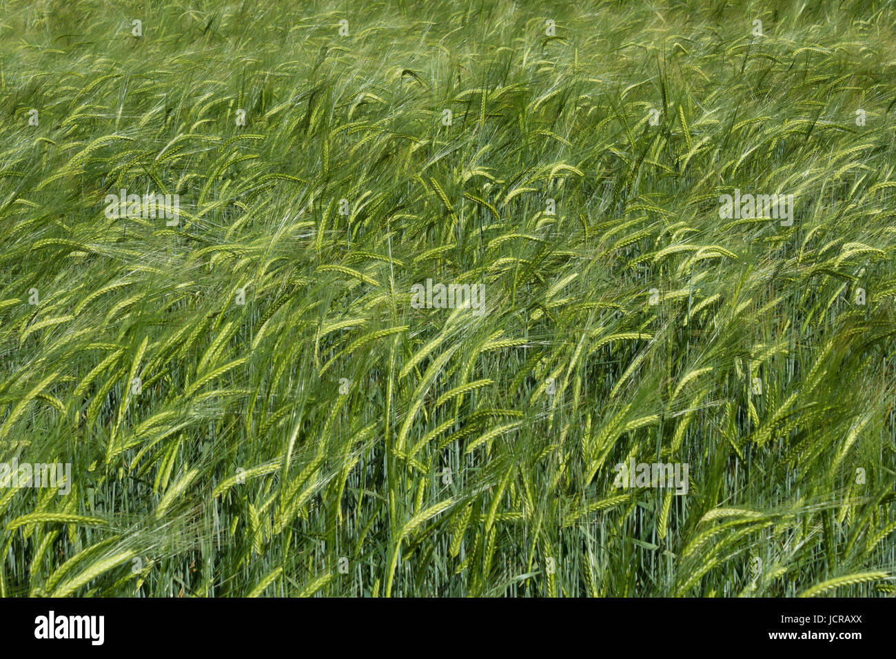 A cereal field close up ripening in the summer sun in Berkshire England Stock Photo