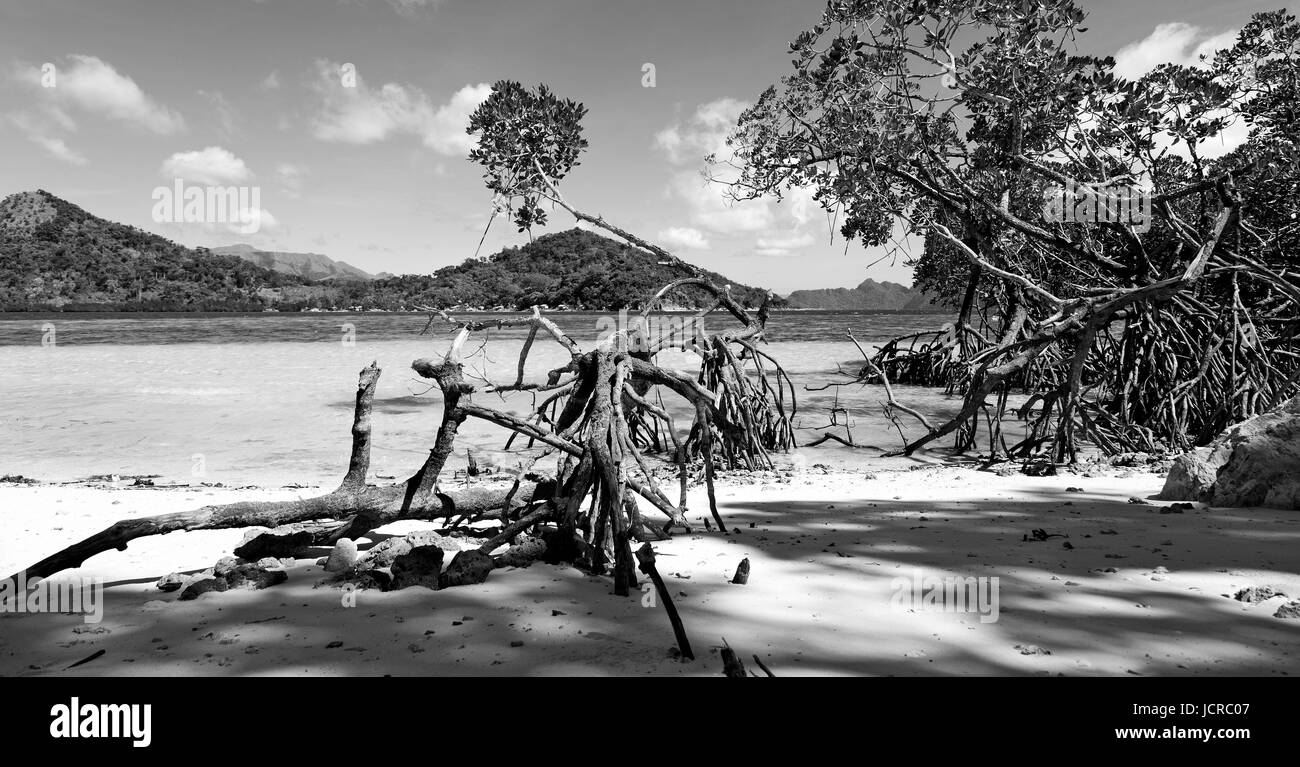 in the philippines island beautiful cosatline tree hill and boat for tourist Stock Photo