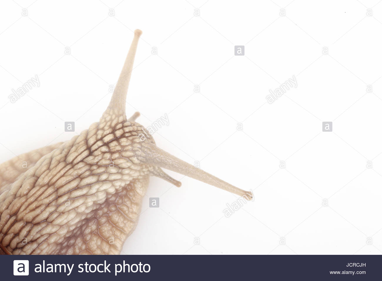 Species Of Snail High Resolution Stock Photography and Images Alamy