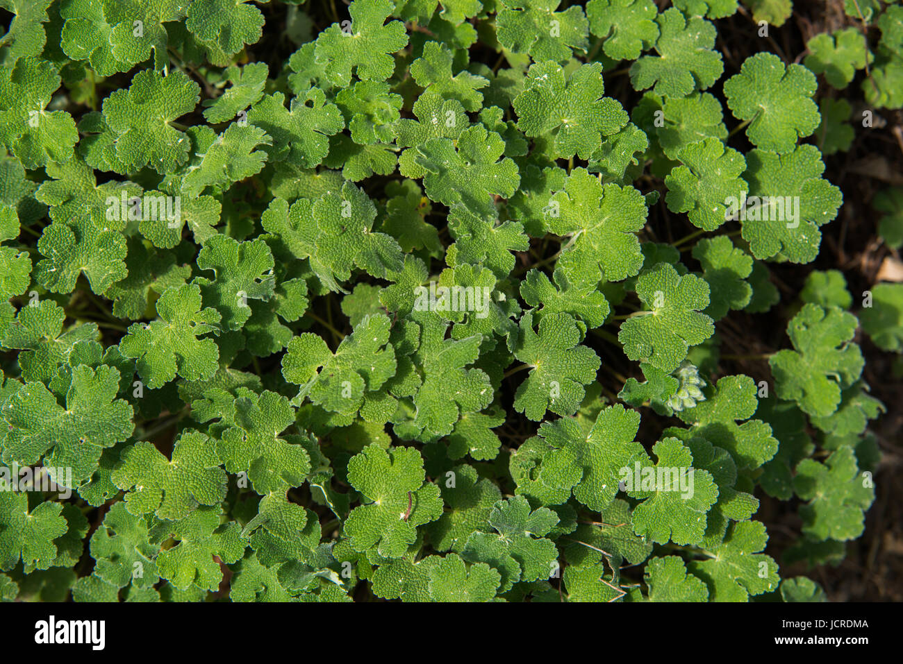 Close up on Geranium renardii green leafs Stock Photo