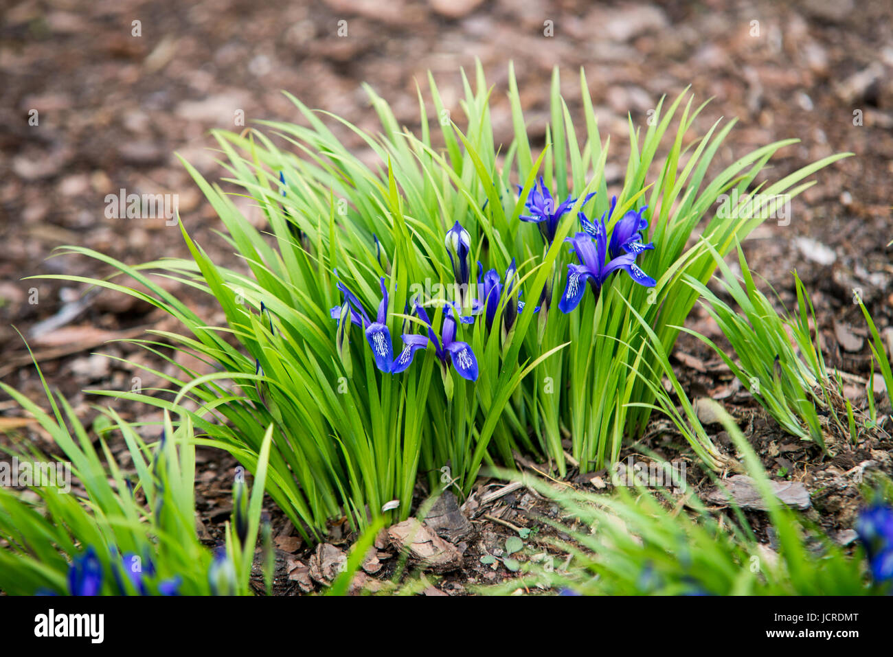 Close up on blue iris graminea flower Stock Photo