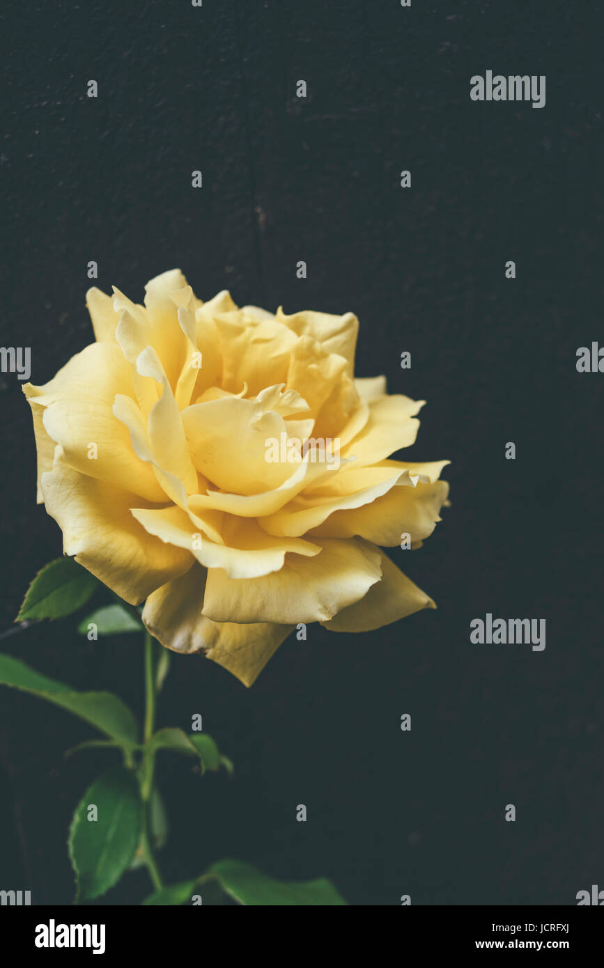 Yellow roses on a black background Stock Photo Alamy