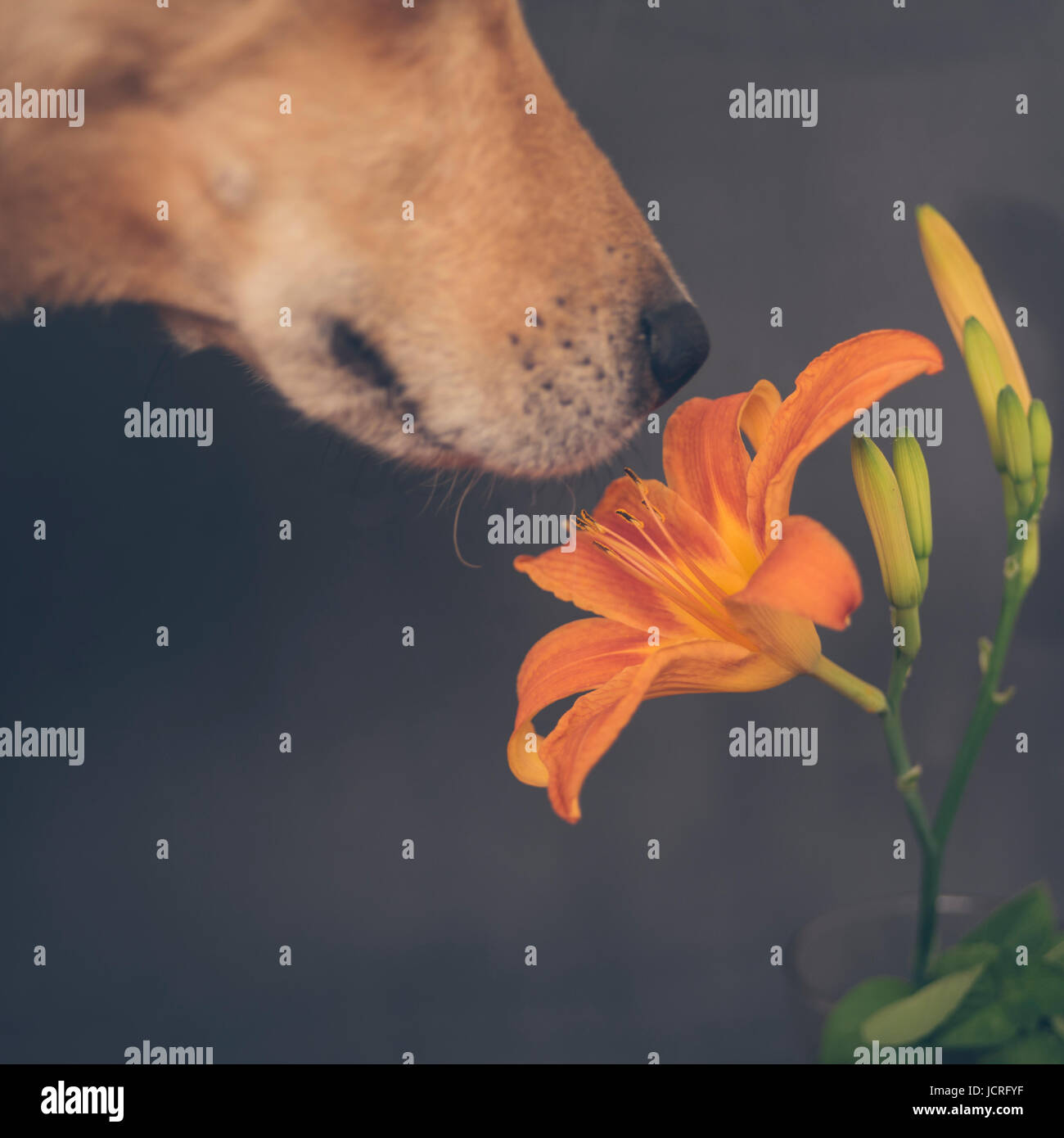 Dog smelling flower Stock Photo Alamy