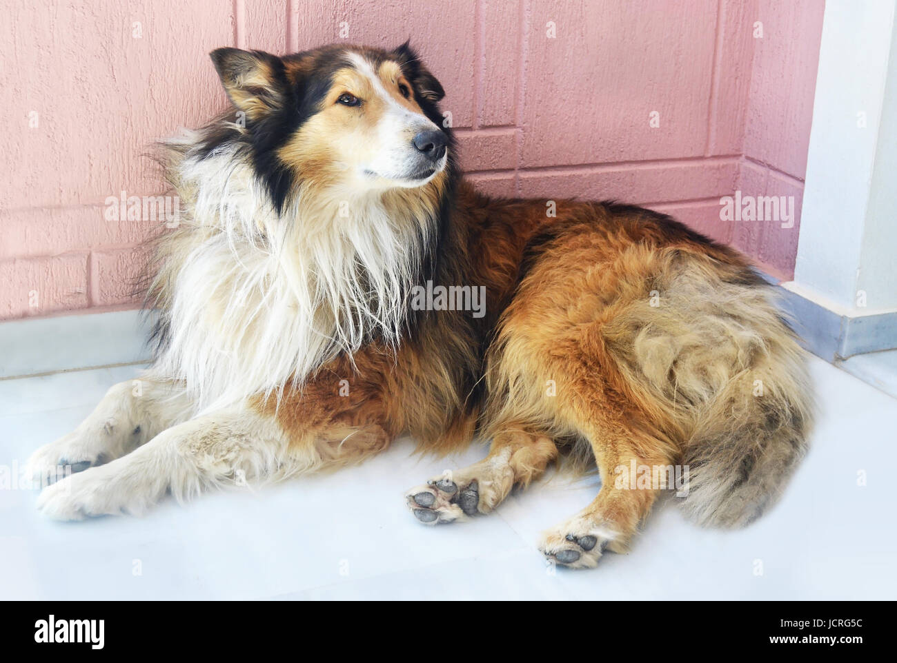 Lassie Dog Sitting Outside Of The House Stock Photo Alamy