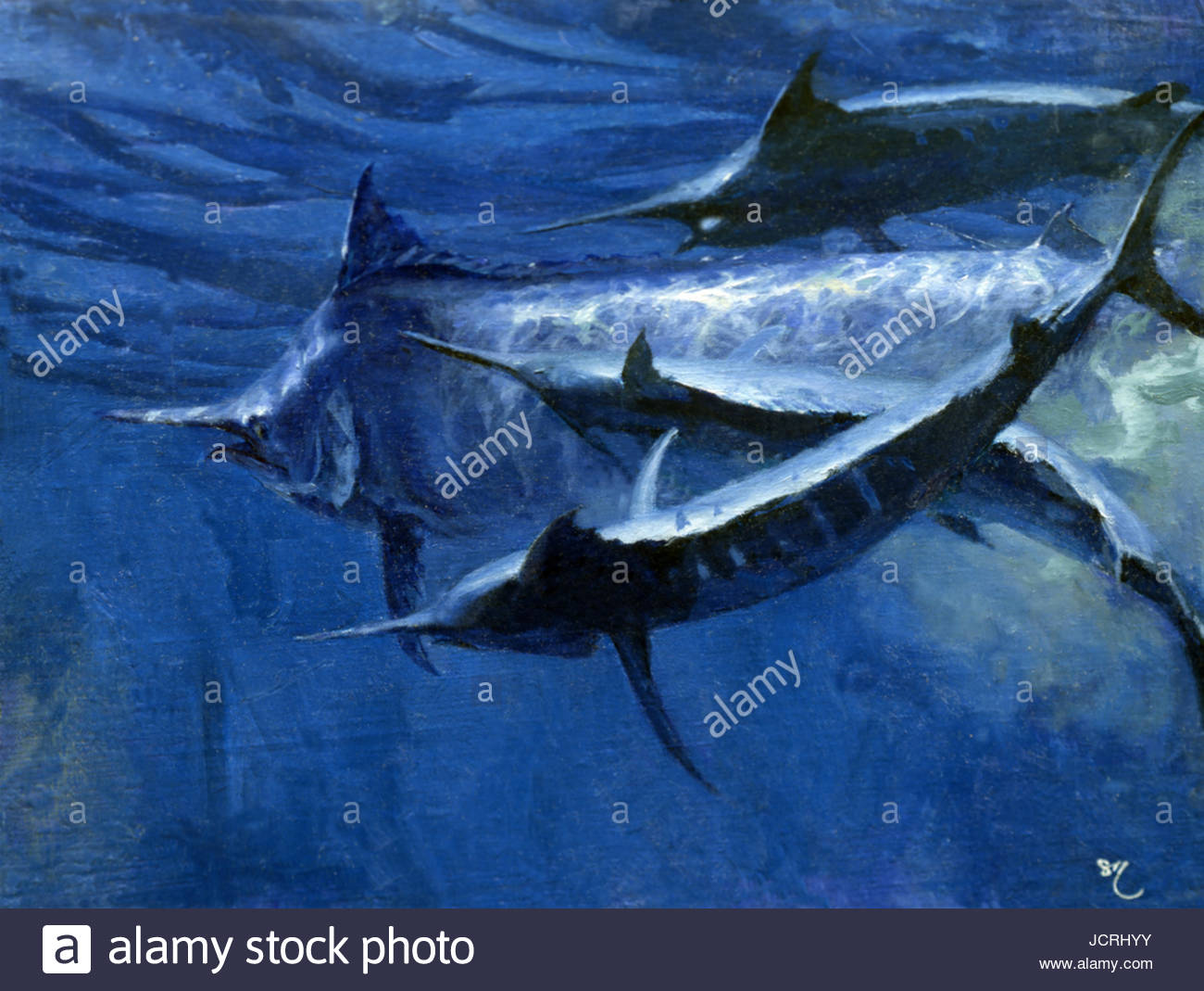 A large female black marlin is courted by two smaller males just below the surface. Stock Photo