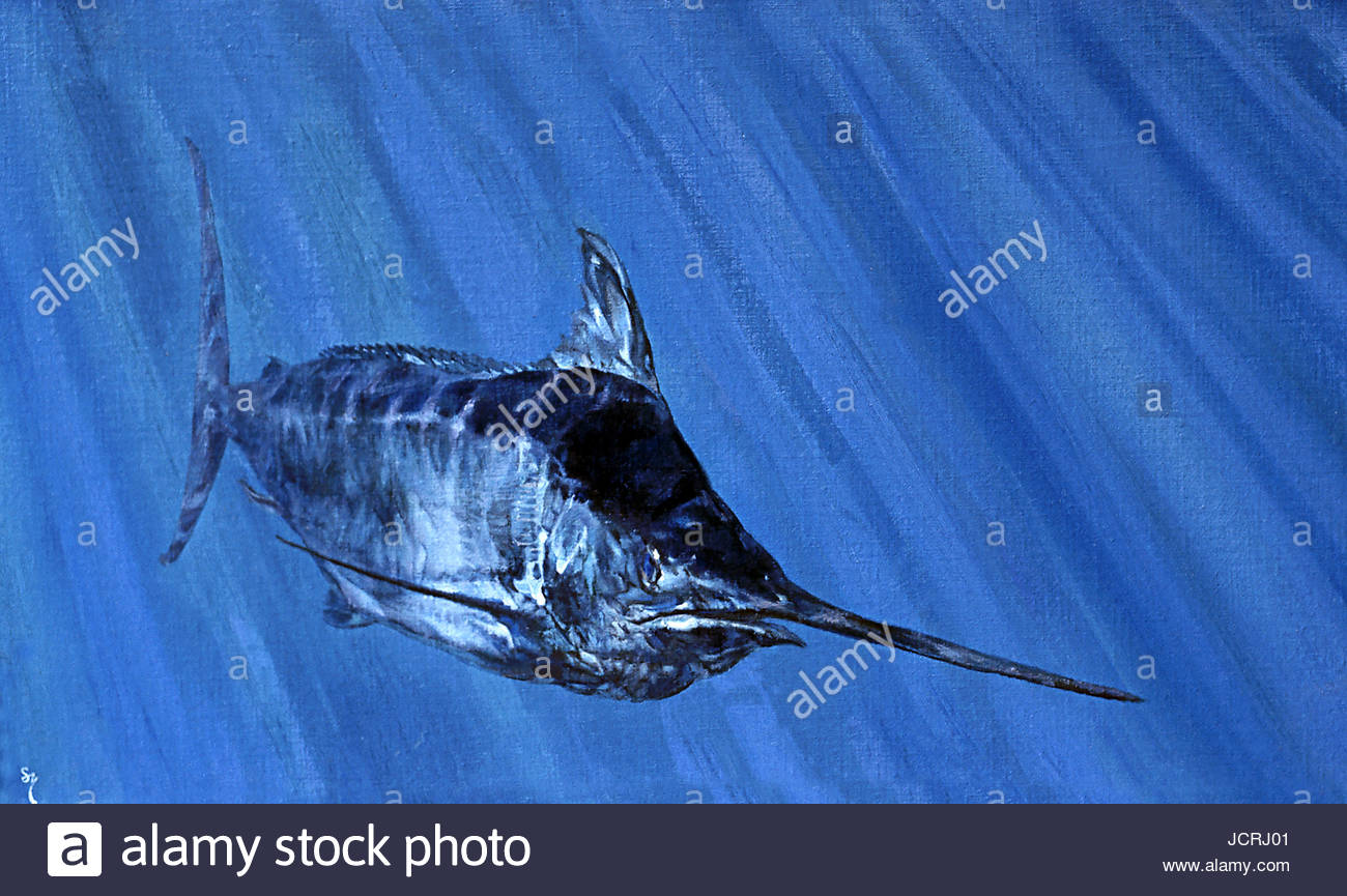 A giant blue marlin glides deeper into the ocean depths. Stock Photo