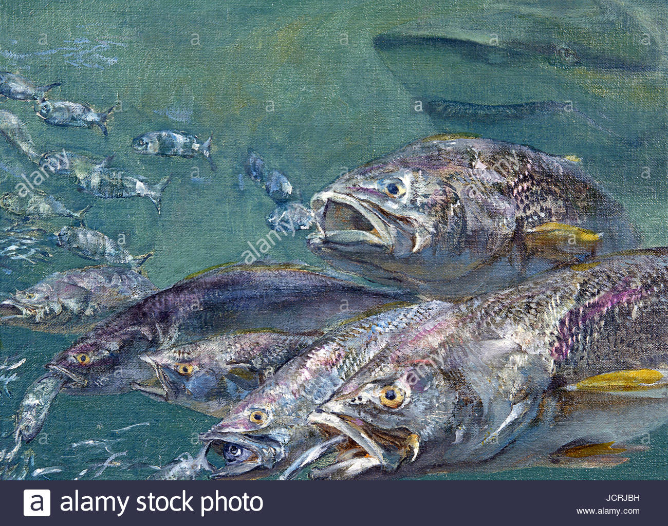 A school of weakfish flee an oncoming shark as smaller fish lead the way. Stock Photo
