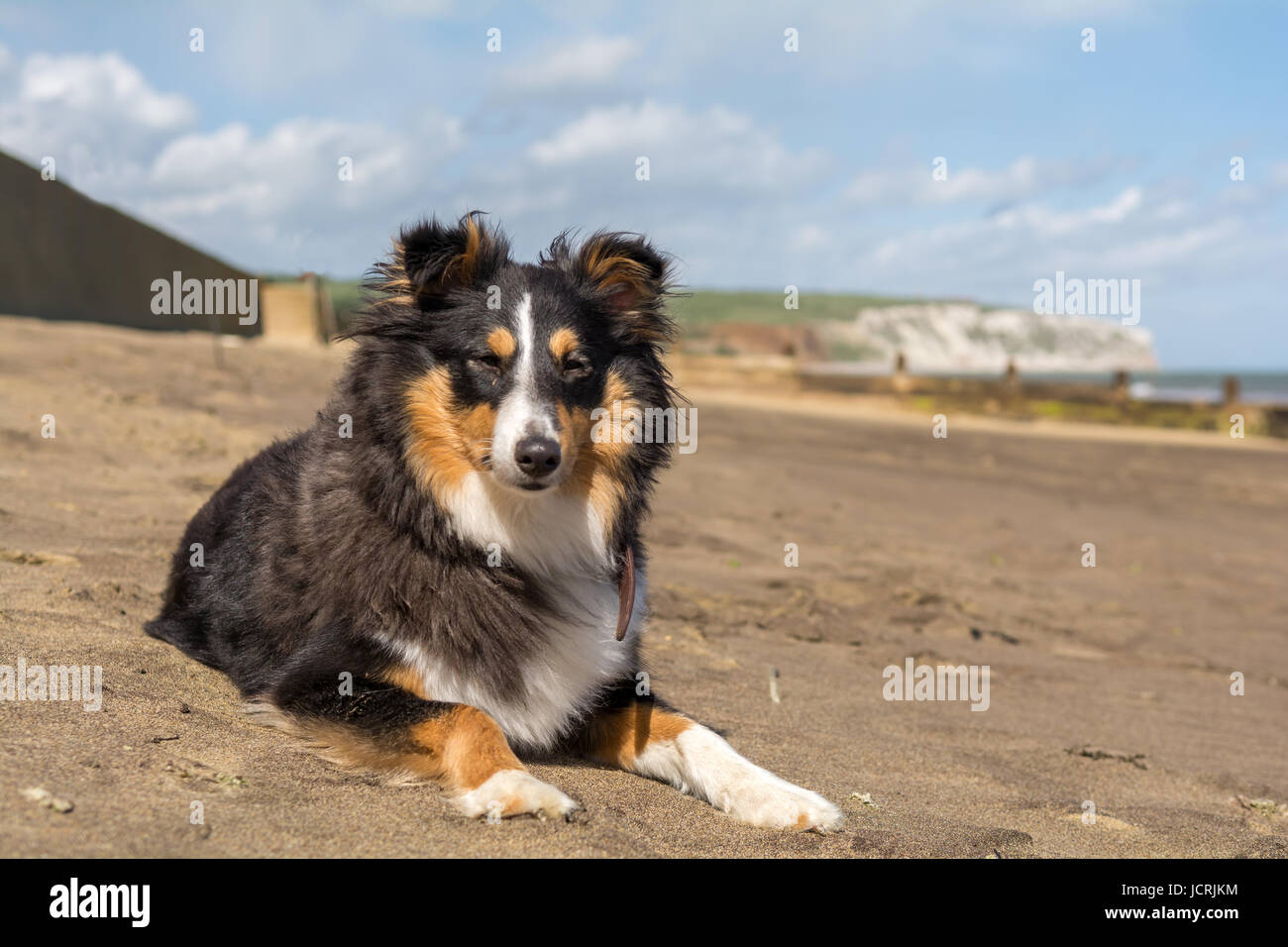 Shetland Sheepdog at the beach Stock Photo - Alamy