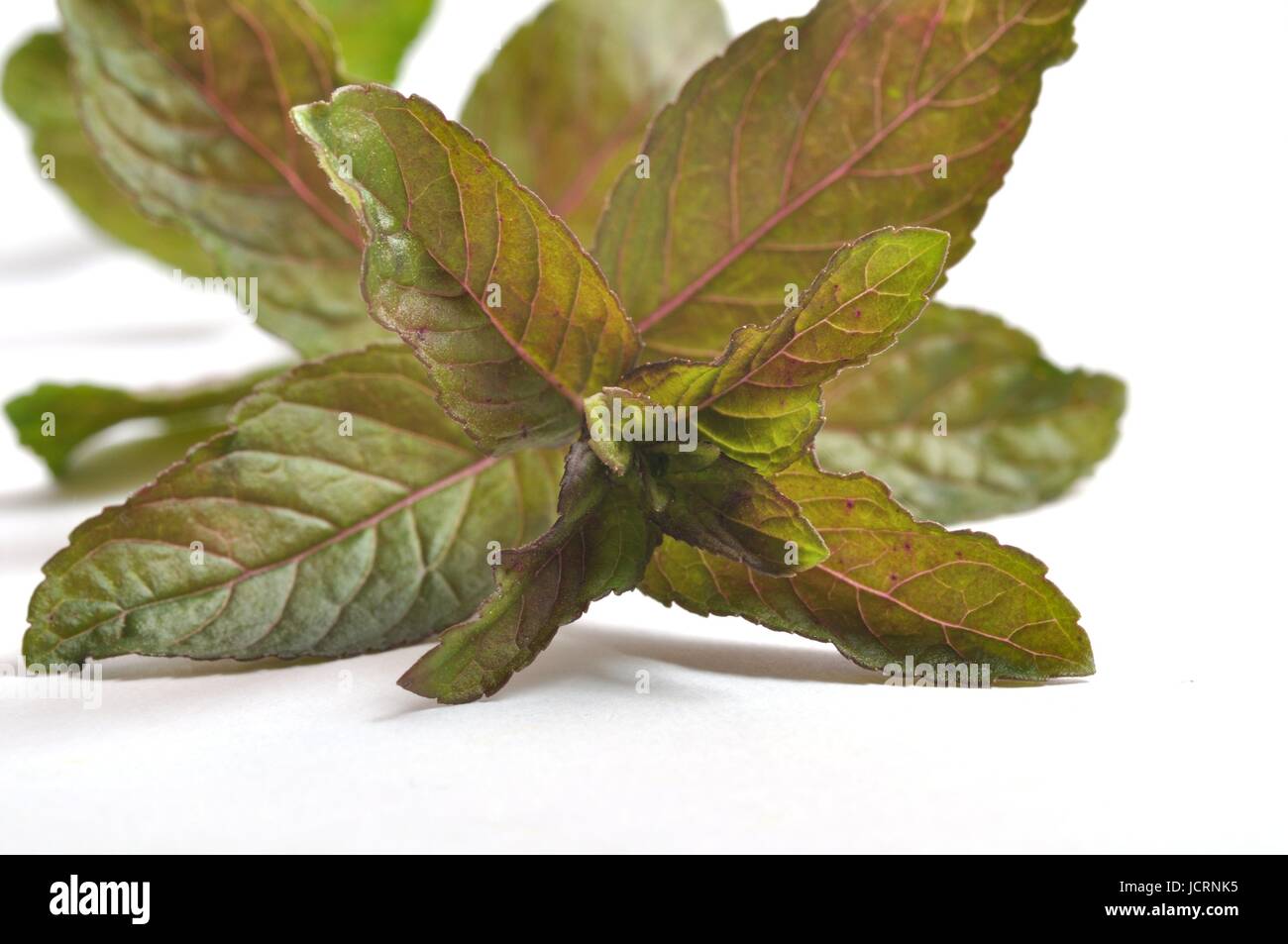 Pepper mint leaves Stock Photo Alamy