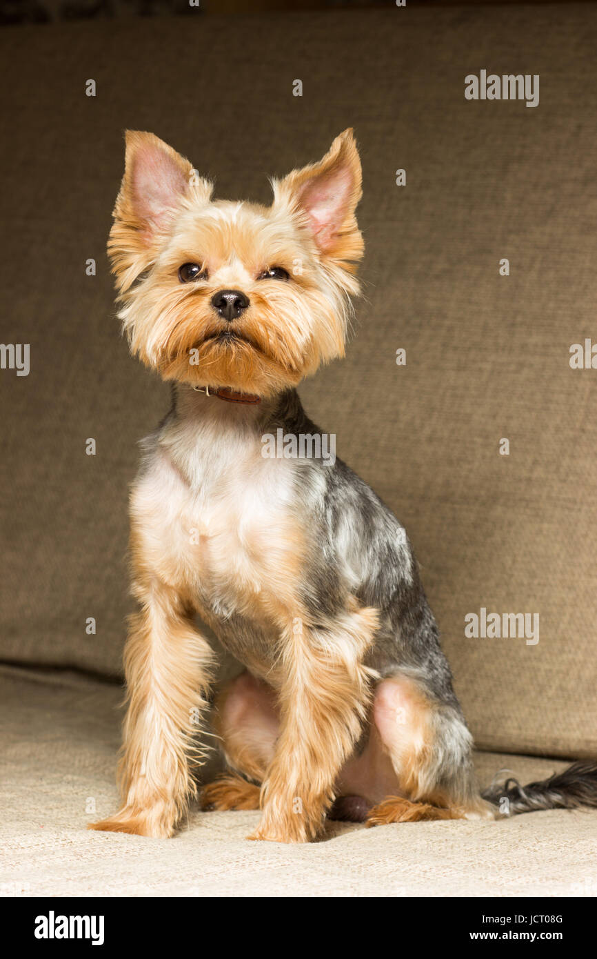 Dog Yorkshire Terrier after a haircut sits on the couch Stock Photo