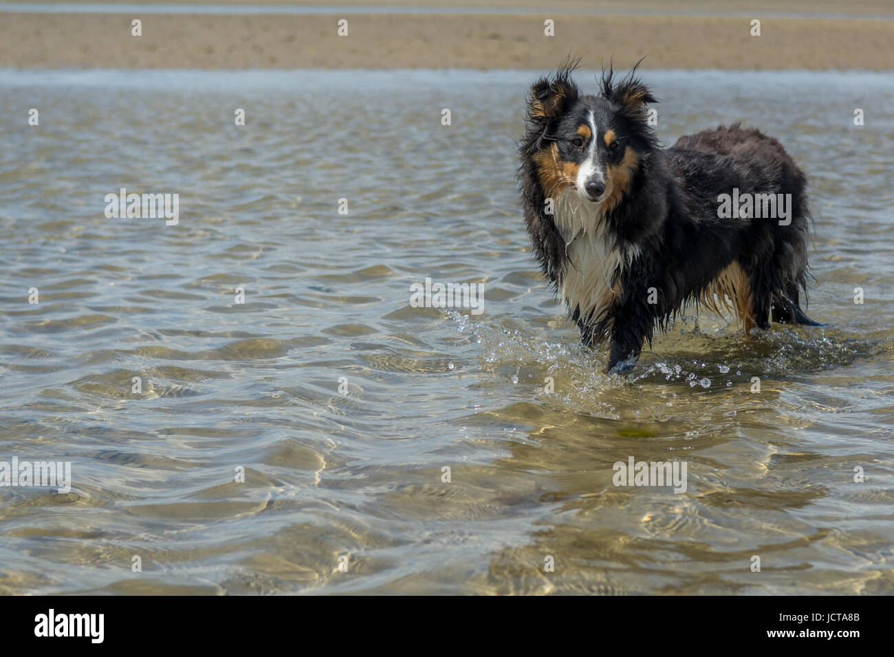 Sheltie at the beach Stock Photo