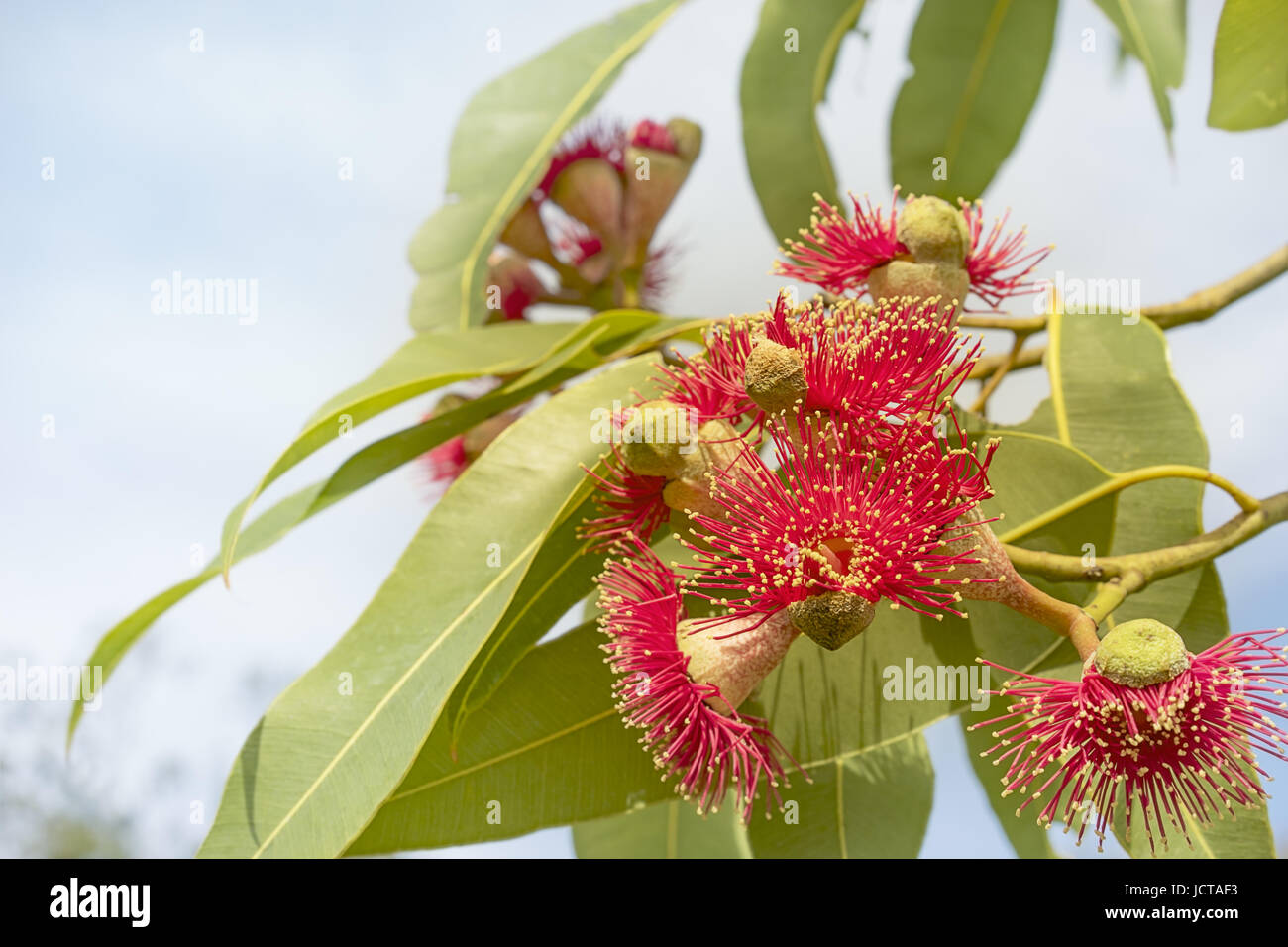 Red gum flowers with green leaves of Australian native eucalyptus tree called Summer Red flowering in winter in Australia Stock Photo