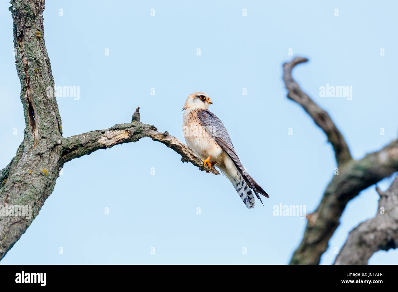 Female red-footed falcon (Falco vespertinus) percing on a branch, Koros ...