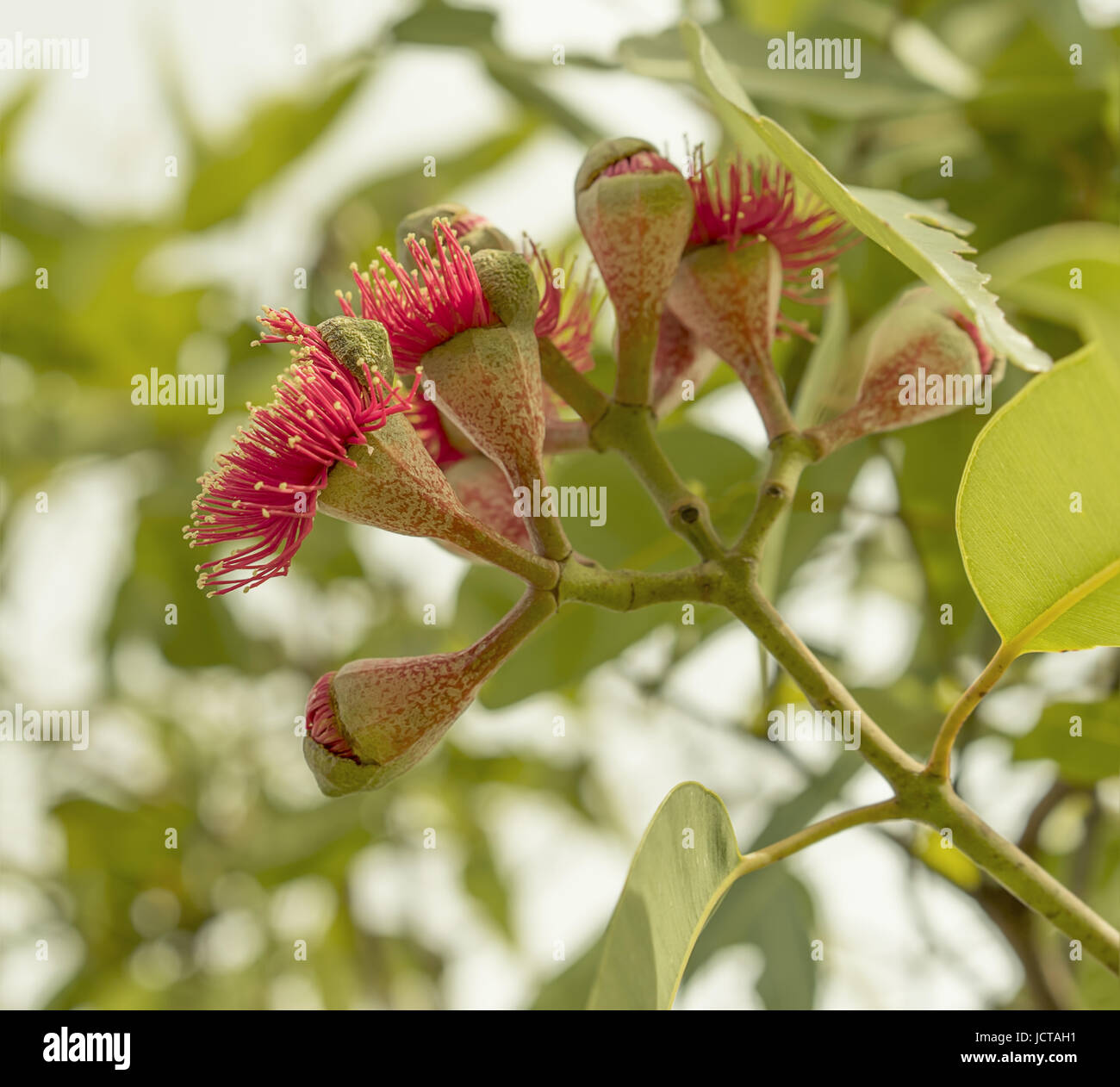 Reproduction flowering stage of Australian gumnuts of the iconic red flower gumtree Eucalyptus ptychocarpa Stock Photo