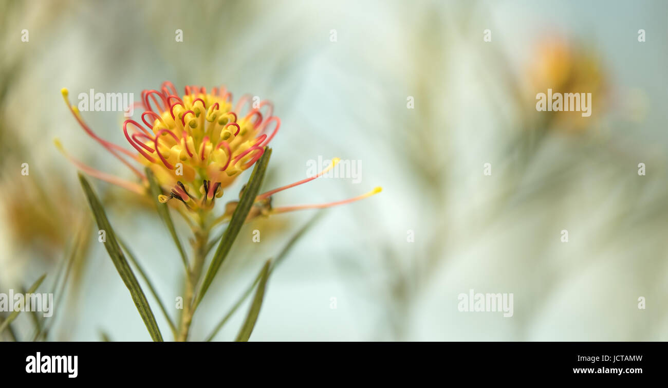 Condolence card sad occasion background with Australian flora theme and space for greeting Stock Photo