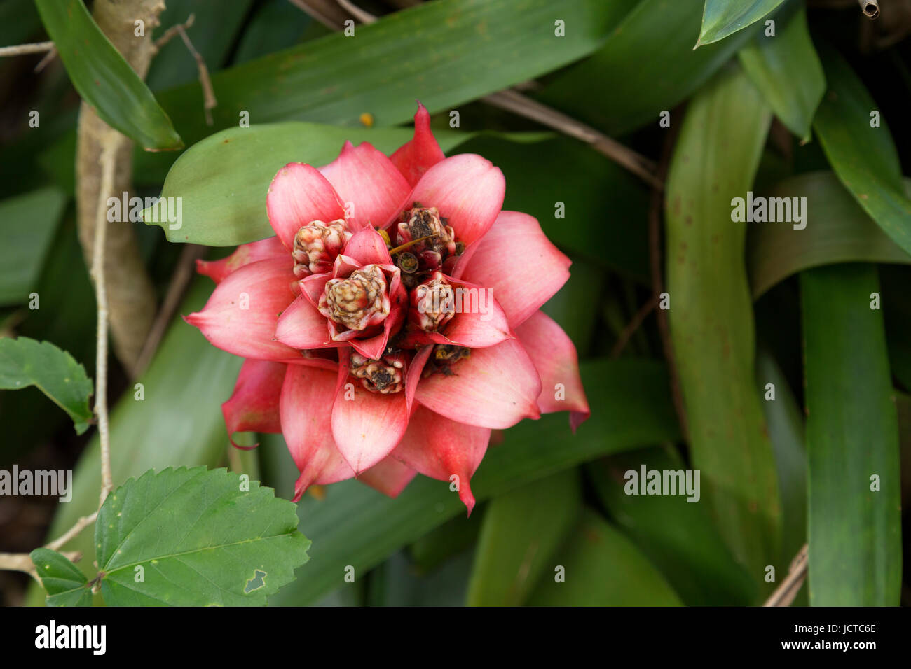 Tropical flowering plant on the island of Maui, Hawaii. Coral color tropical flower. Stock Photo