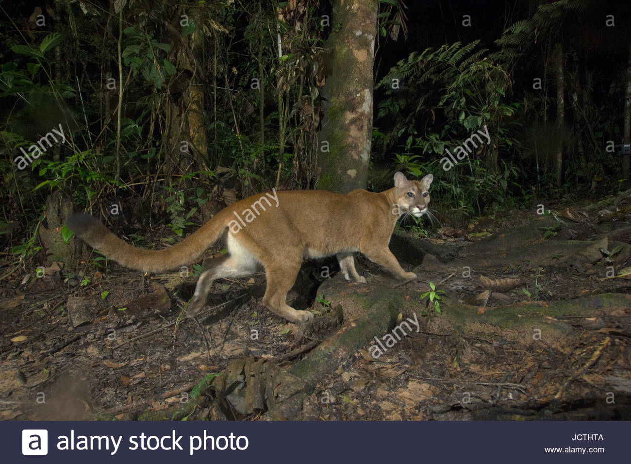 park puma park puma