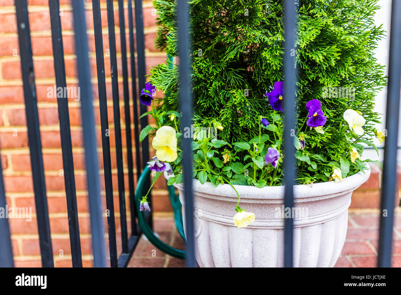 Pansy Flower Pot Behind Metal Fence And Brick Wall On Outside Patio Decoration Stock Photo Alamy
