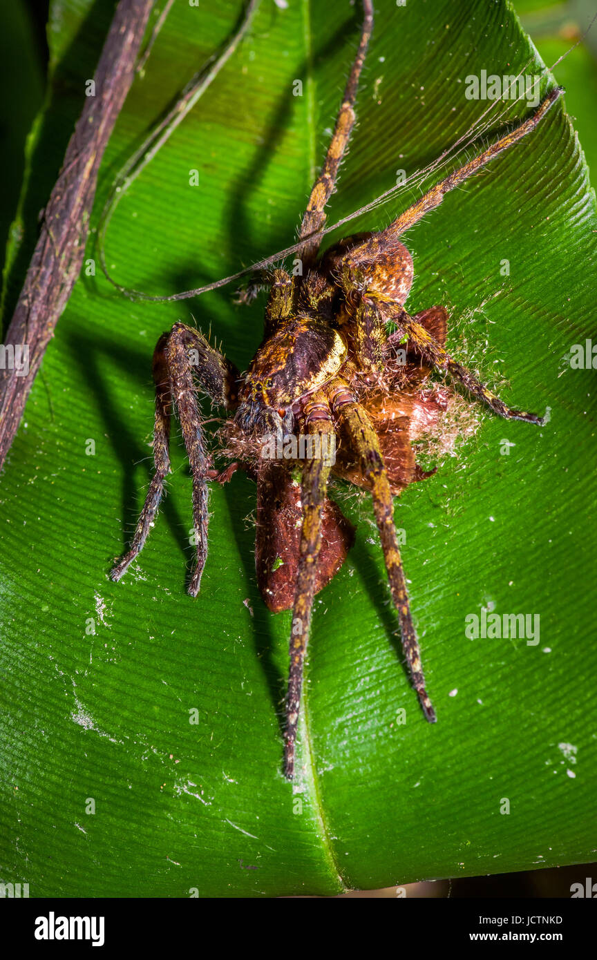 Banana spider sitting on a heliconia leaf in the amazon rainforest