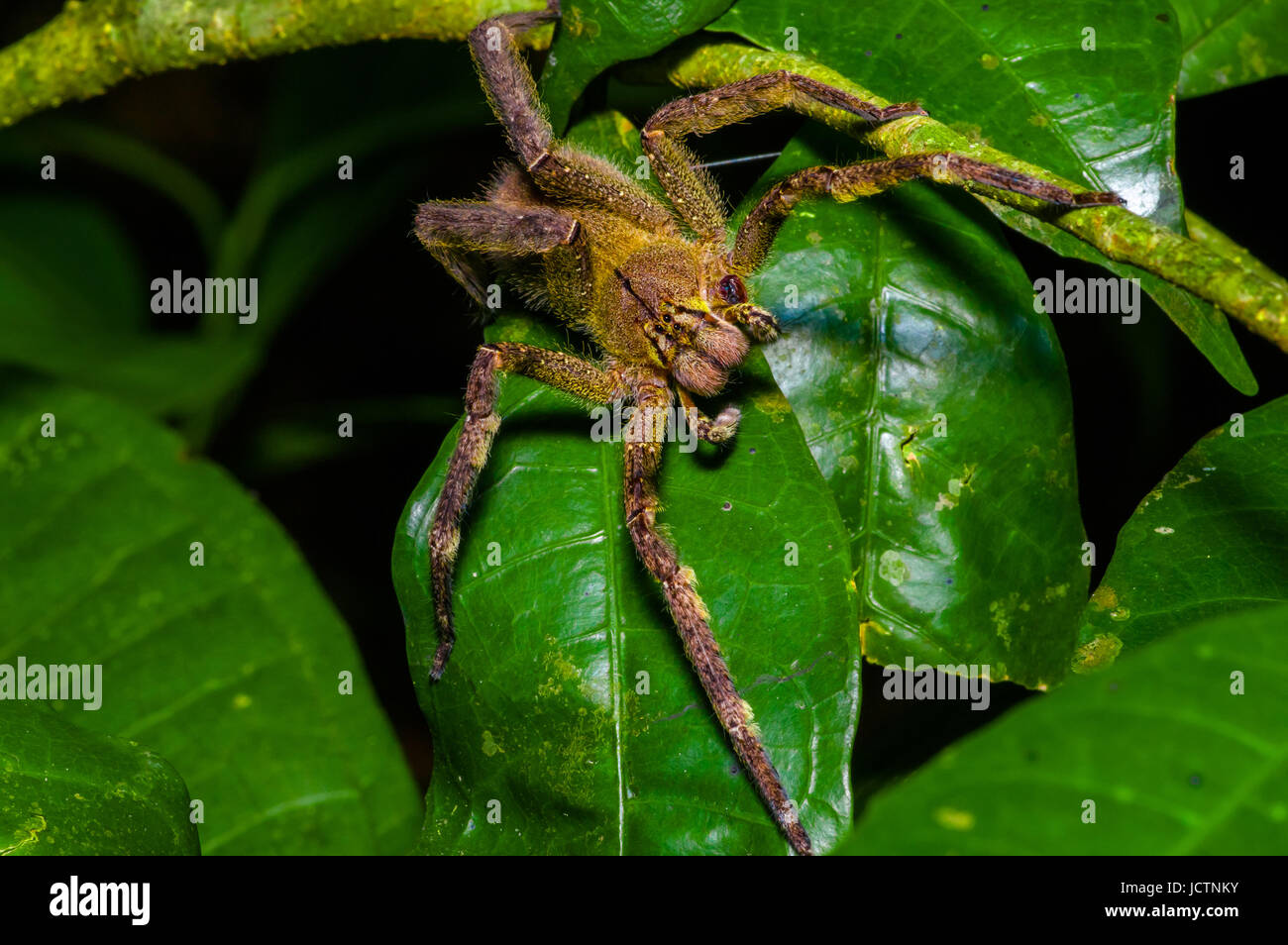 Wolf spider in amazon rainforest hi-res stock photography and images - Alamy
