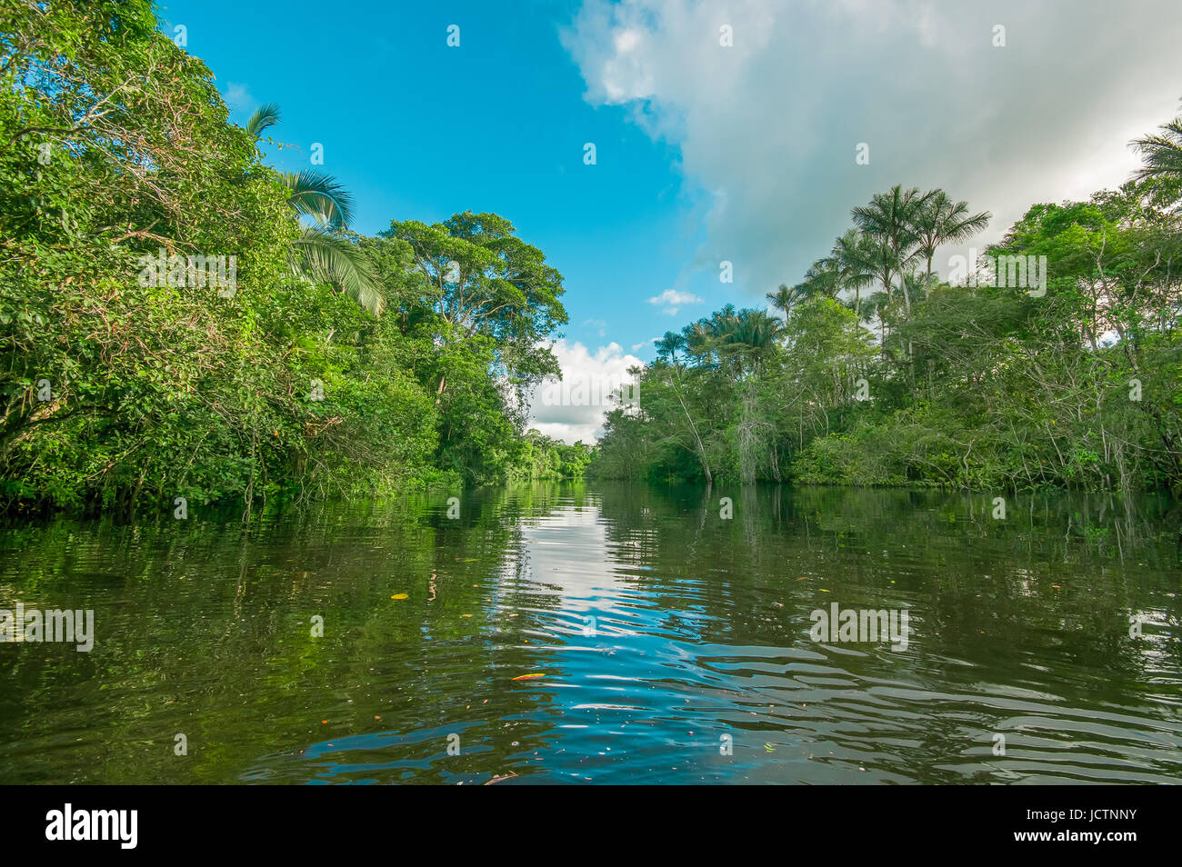Dense Vegetation On Cuyabeno River In Cuyabeno Wildlife Reserve, South America Stock Photo