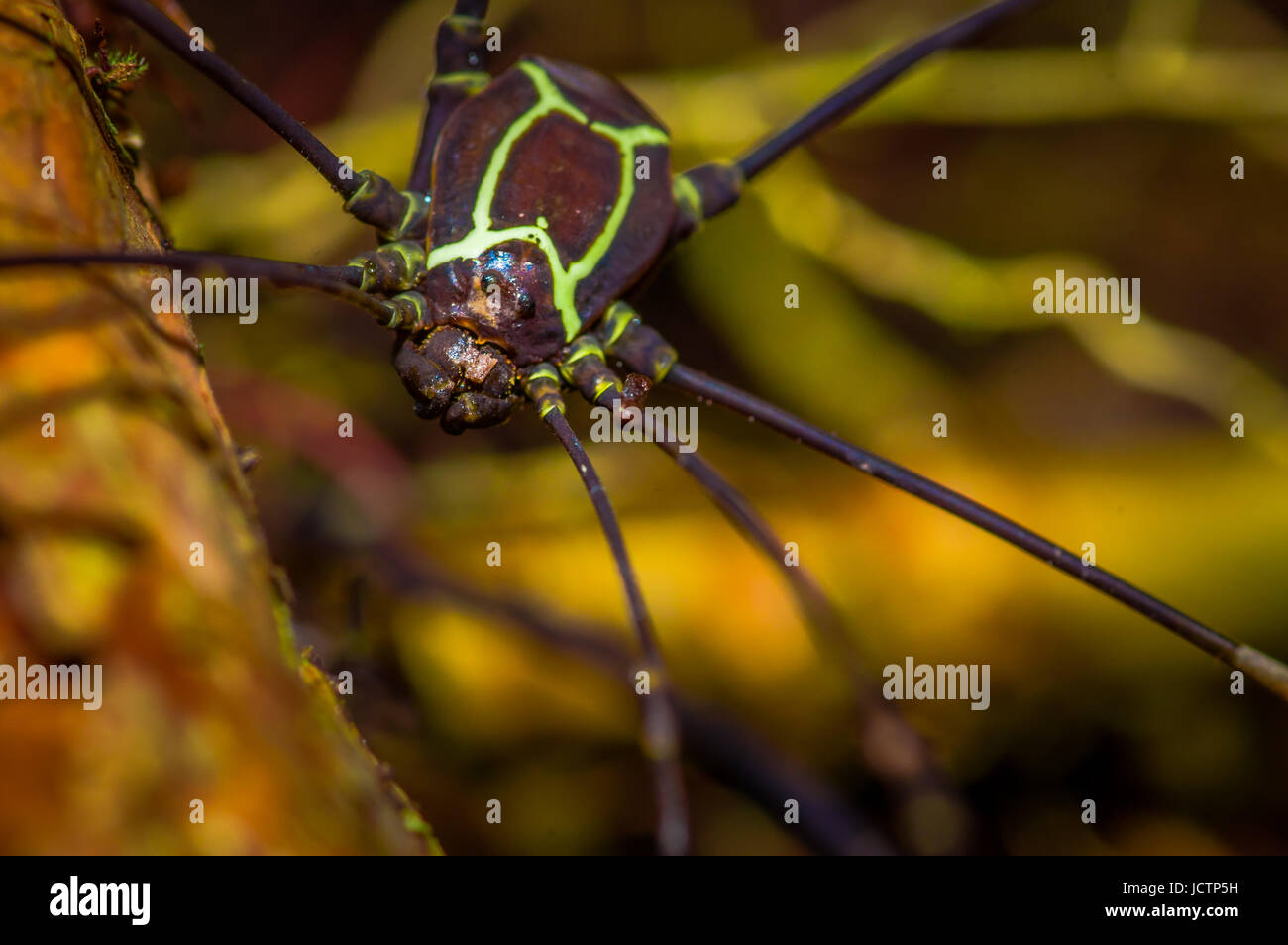 Colorful spider inside of the Cuyabeno National Park, in Ecuador. Stock Photo