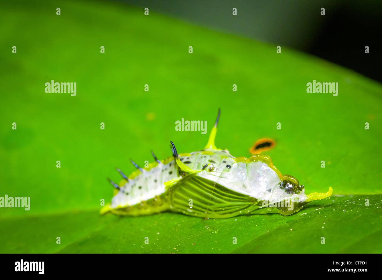 Small dead insects on a green leaf in the amazon rainforest in Cuyabeno National Park, in Ecuador. Stock Photo