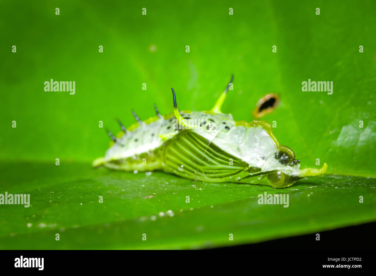 Small dead insects on a green leaf in the amazon rainforest in Cuyabeno National Park, in Ecuador. Stock Photo