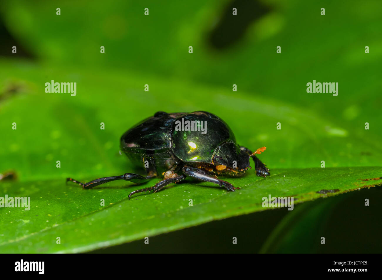 Amazonian scarab beetle over a green leaf inside of the amazon rainforest in Cuyabeno National Park, in Ecuador. Stock Photo