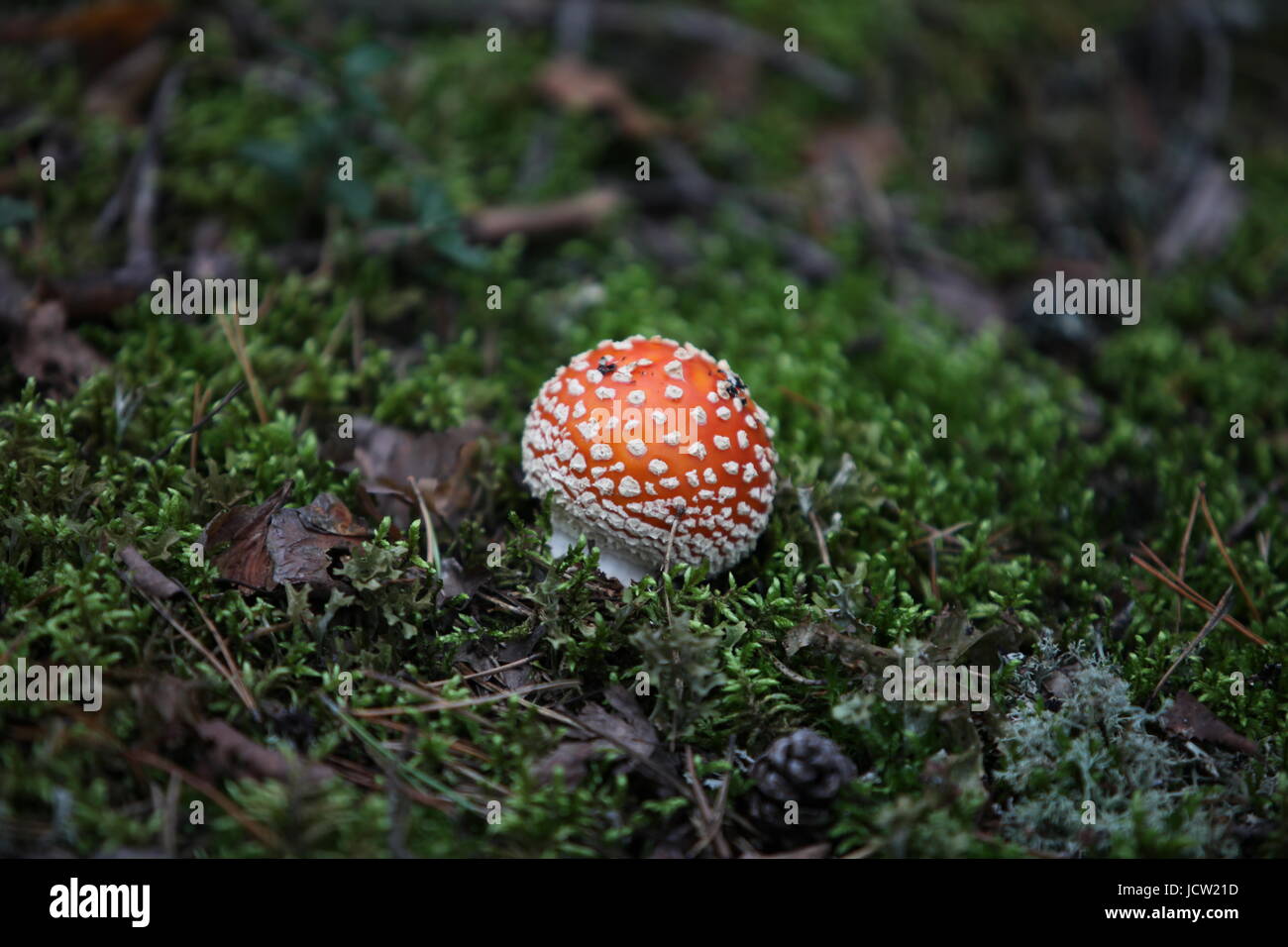 bright orange with white spots mushroom pileus Stock Photo