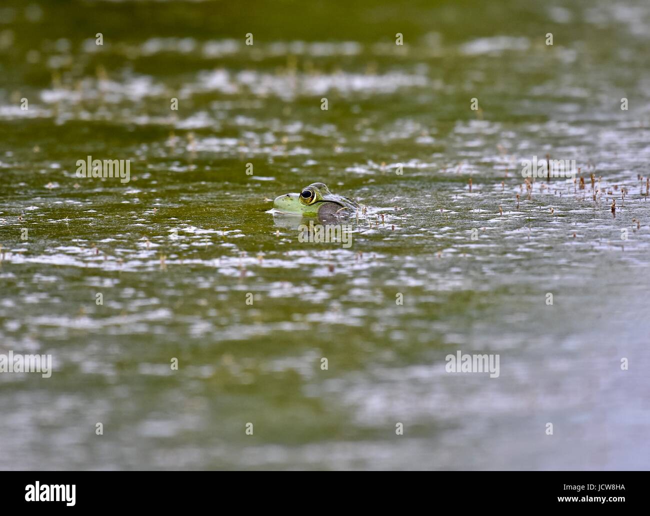 American bullfrog (Lithobates catesbeianus) in a pond Stock Photo