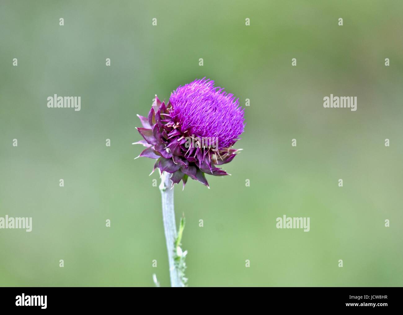 Milk thistle (Silybum marianum) flower Stock Photo