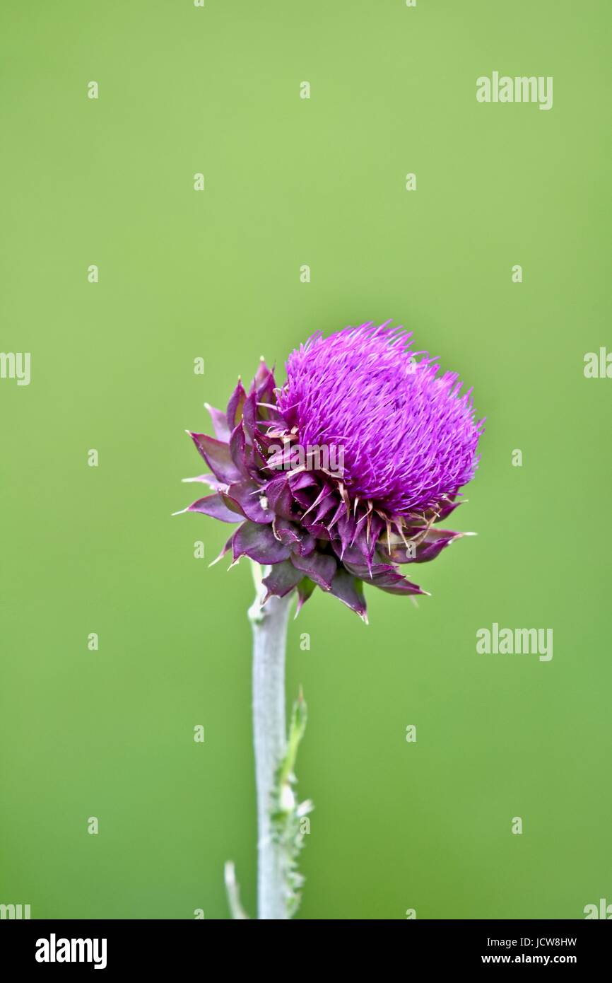 Milk thistle (Silybum marianum) flower Stock Photo