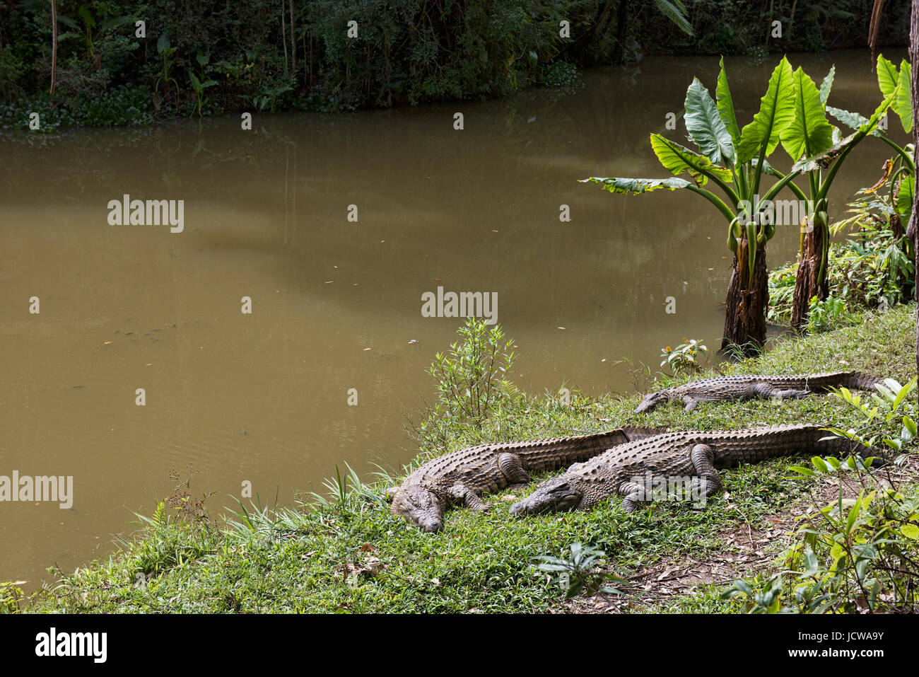 Nile crocodiles, Vakona Reserve, Madagascar Stock Photo