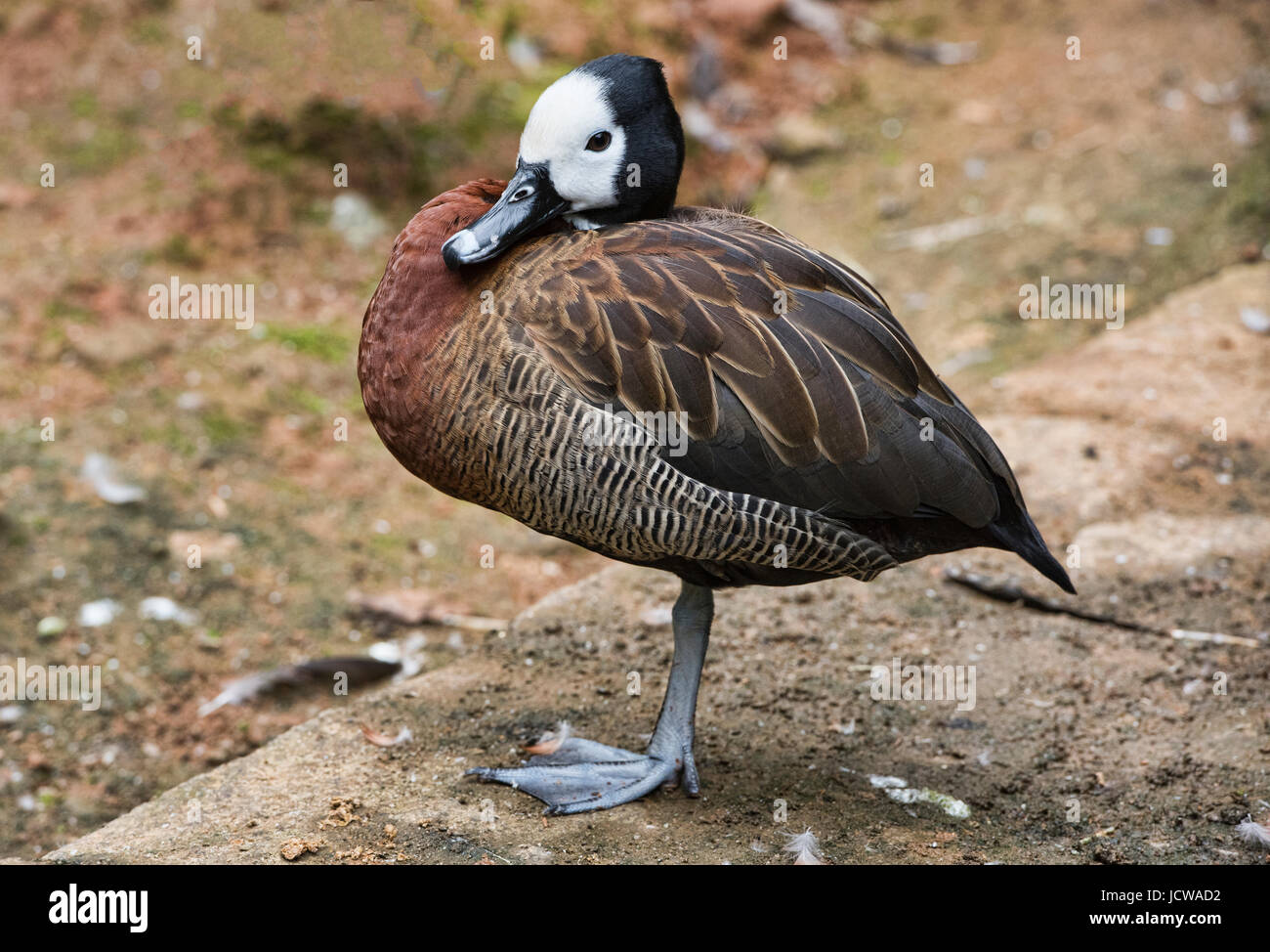 White-faced whistling duck (Dendrocygna viduata), Madagascar Stock