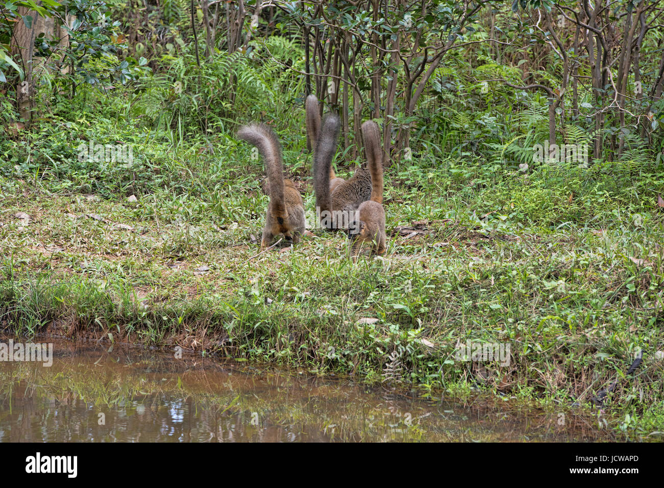 Tails up; common brown lemurs, Andasibe National Park, Madagascar Stock Photo
