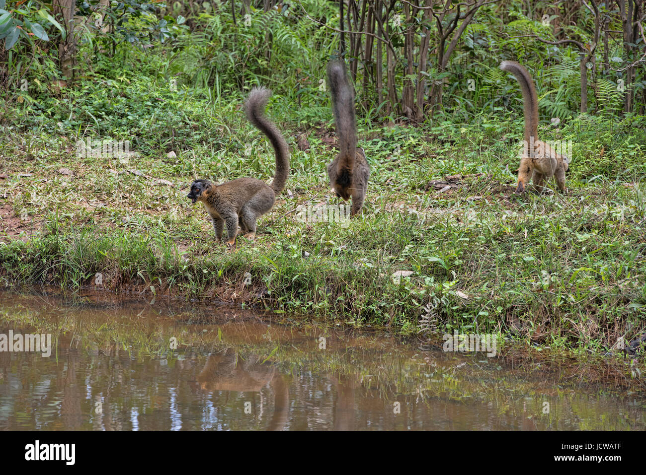 Tails up; common brown lemurs, Andasibe National Park, Madagascar Stock Photo