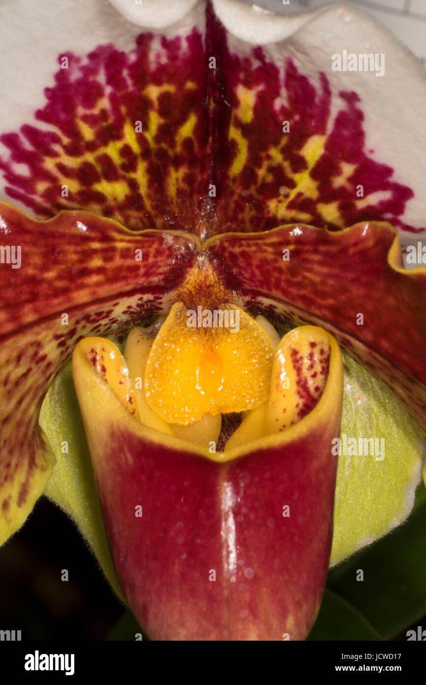 Paphiopedilum orchid, Cherry City Orchid Society Show, Salem, Oregon Stock Photo
