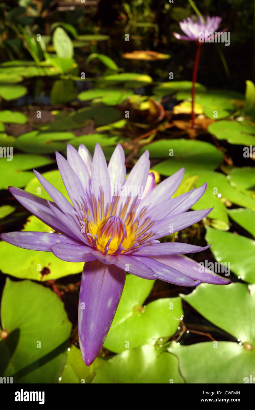 Waterlily flowering in The Conservatory, Flecker Botanic Gardens, Cairns, Queensland, Australia Stock Photo