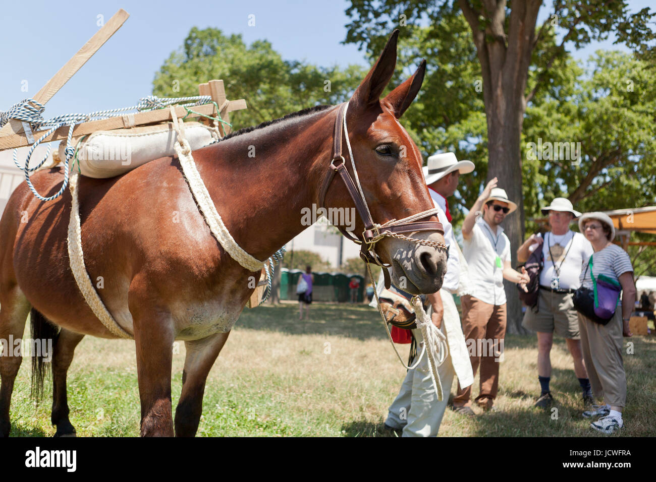 Colombian coffee growers demonstrate using mules for farming - USA Stock Photo