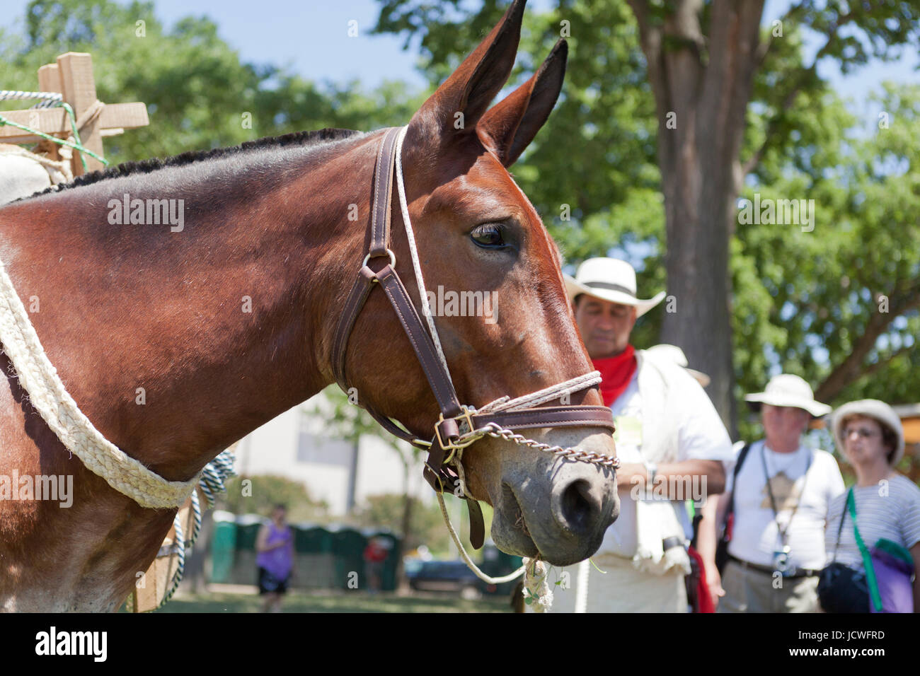 Colombian coffee growers demonstrate using mules for farming - USA Stock Photo