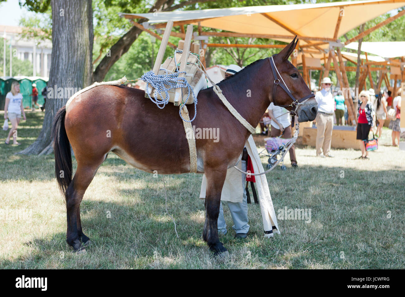 Colombian coffee growers demonstrate using mules for farming - USA Stock Photo