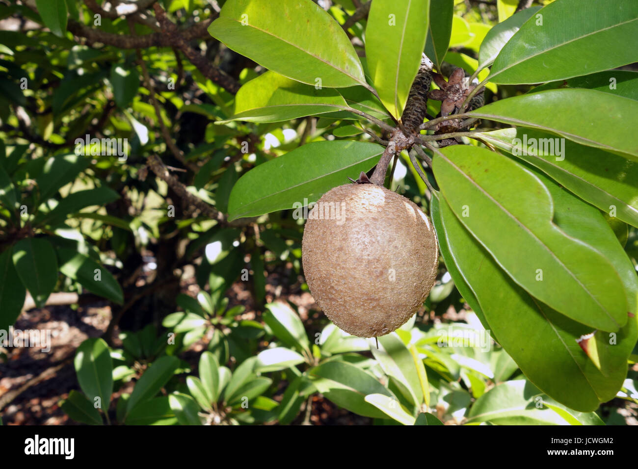 Sapodilla (Manilkara zapota) fruit on tree Stock Photo