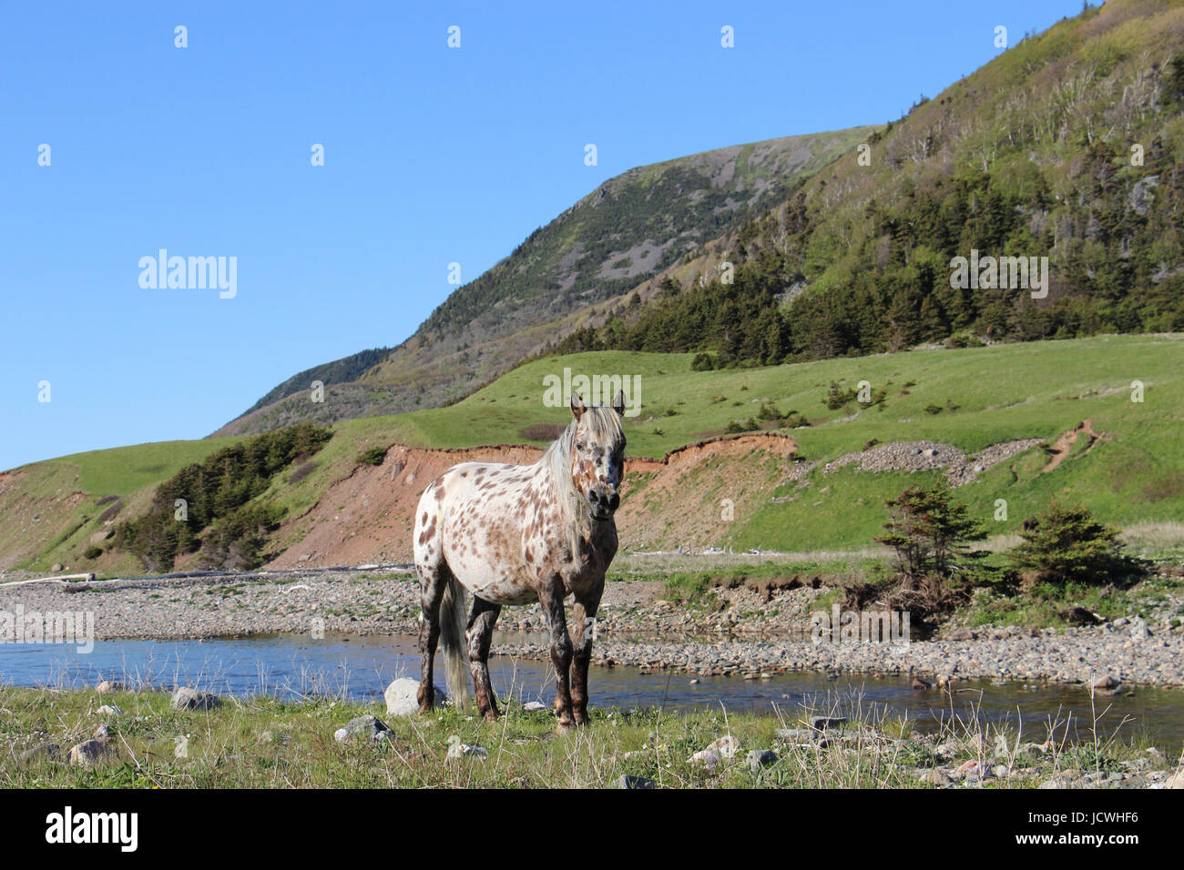 Wild Horses at Pollets Cove in Maine Stock Photo Alamy
