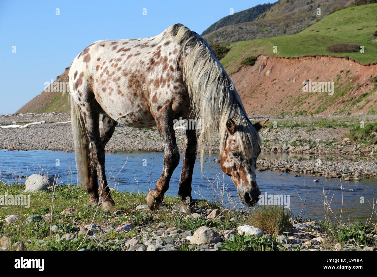 Wild Horses at Pollets Cove in Maine Stock Photo Alamy