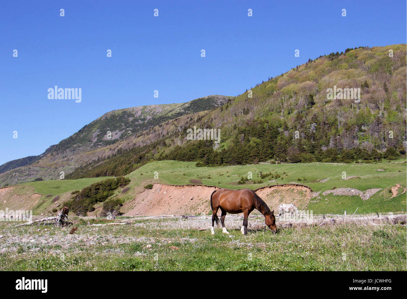 Wild Horses at Pollets Cove in Maine Stock Photo Alamy
