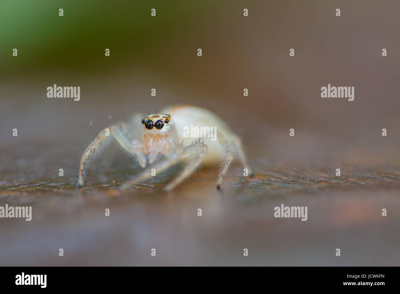 close up Jumping Spider on green leaf background Stock Photo - Alamy