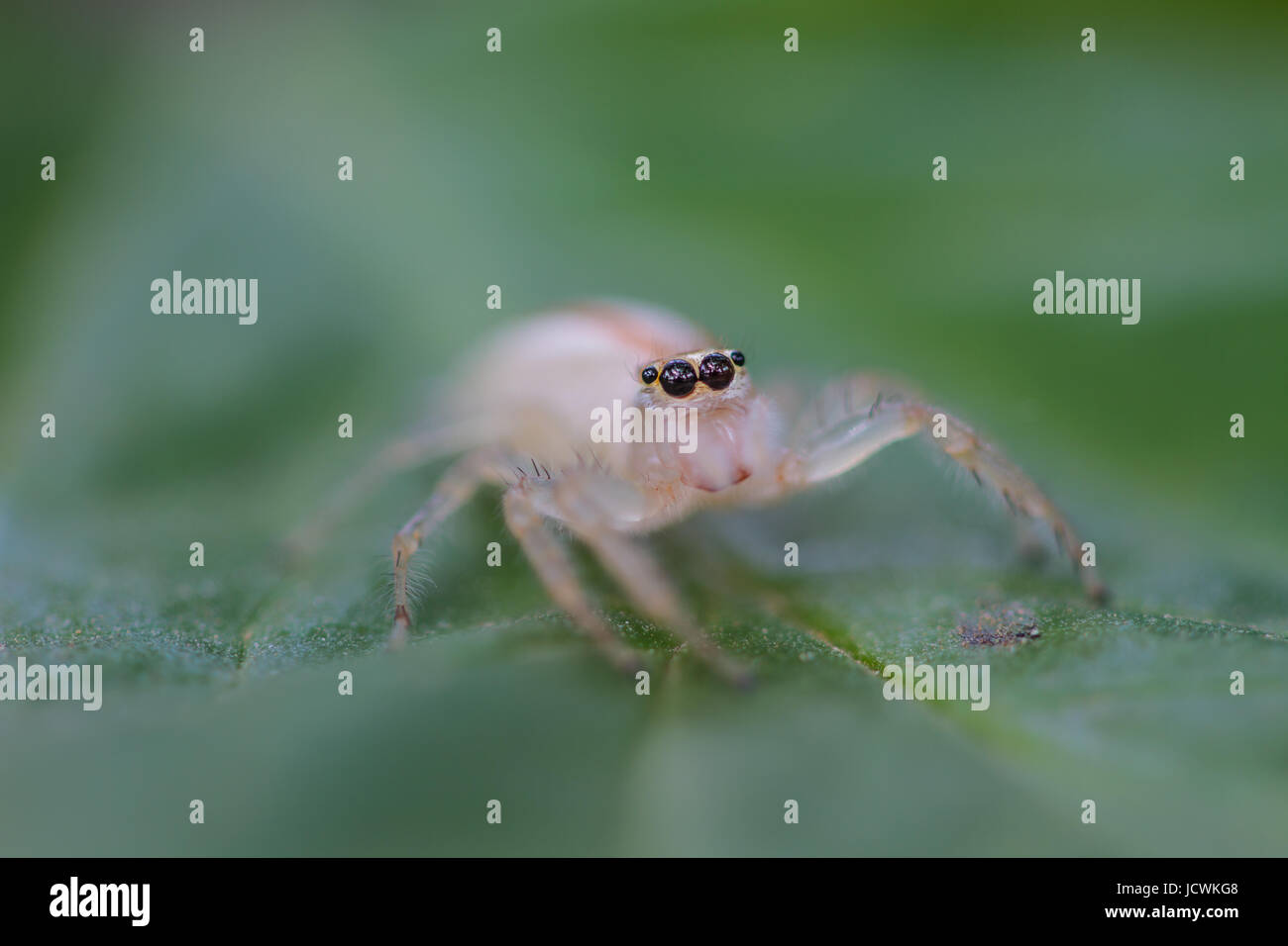 close up Jumping Spider on green leaf background Stock Photo - Alamy